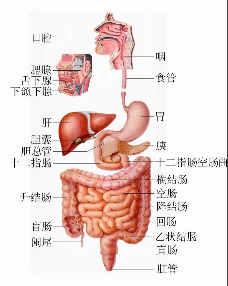 临床上常把口腔到十二指肠的这一段称上消化道,空肠以下的部分称下